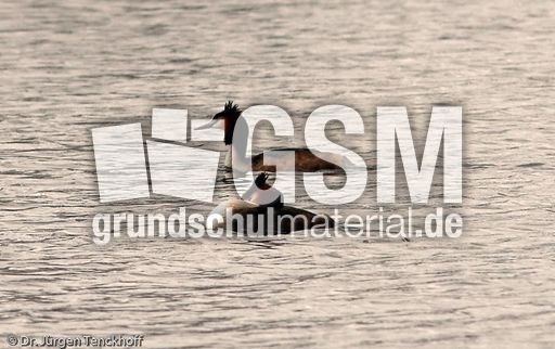 Haubentaucher (2 von 22).jpg